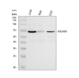 Anti-TRIM16 Antibody Picoband® Boster Bio