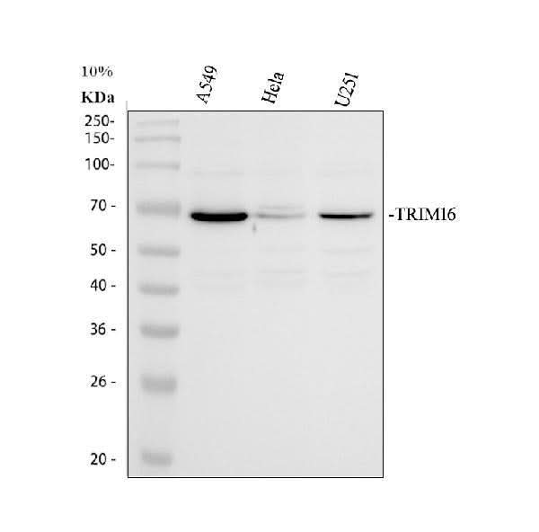 Anti-TRIM16 Antibody Picoband® Boster Bio