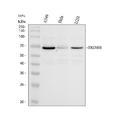Anti-TRIM16 Antibody Picoband® Boster Bio