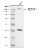 Anti-TRANK1 Antibody Picoband® Boster Bio