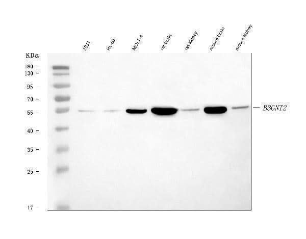Anti-B3GNT2 Antibody Picoband® Boster Bio
