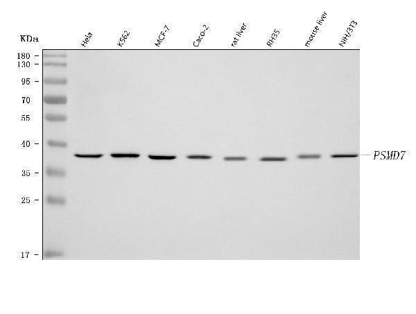 Anti-PSMD7 Antibody Picoband® Boster Bio