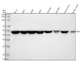 Anti-NLE1 Antibody Picoband® Boster Bio