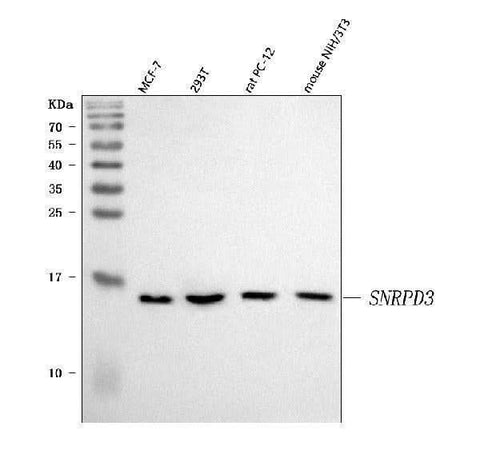 Anti-Sm-D3/SNRPD3 Antibody Picoband® Boster Bio
