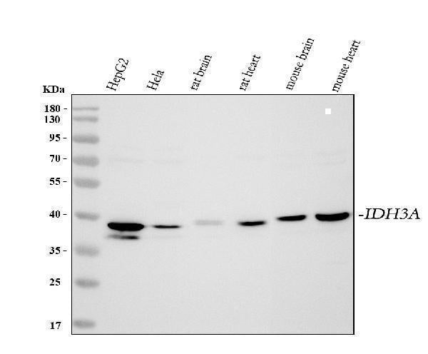 Anti-IDH3A Antibody Picoband® Boster Bio