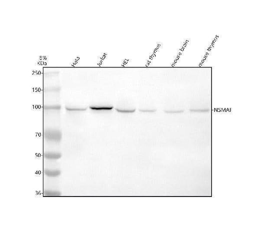 Anti-NSMAF Antibody Picoband® Boster Bio