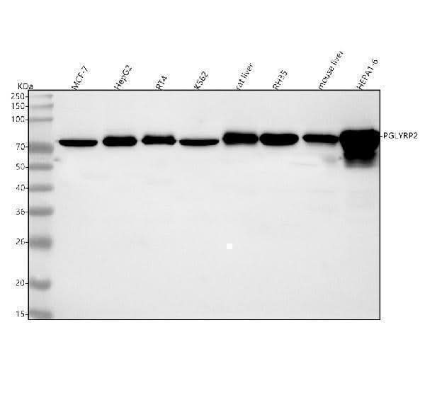 Anti-PGLYRP2 Antibody Picoband® Boster Bio