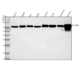 Anti-PGLYRP2 Antibody Picoband® Boster Bio