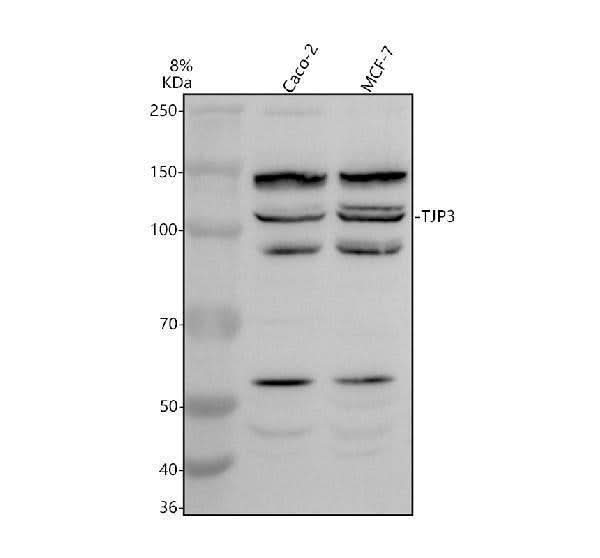 Anti-ZO-3/TJP3 Antibody Picoband® Boster Bio