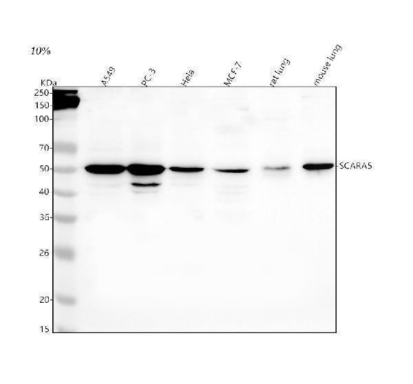Anti-SCARA5 Antibody Picoband® Boster Bio