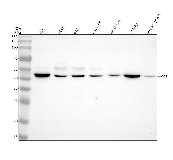 Anti-FPR3 Antibody Picoband® Boster Bio