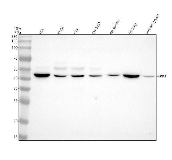 Anti-FPR3 Antibody Picoband® Boster Bio