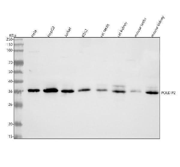 Anti-POLDIP2 Antibody Picoband® Boster Bio