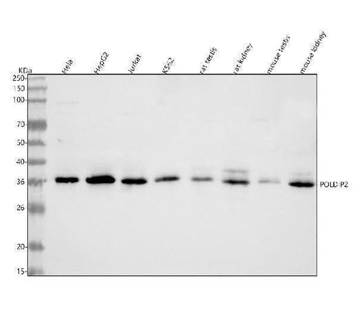 Anti-POLDIP2 Antibody Picoband® Boster Bio