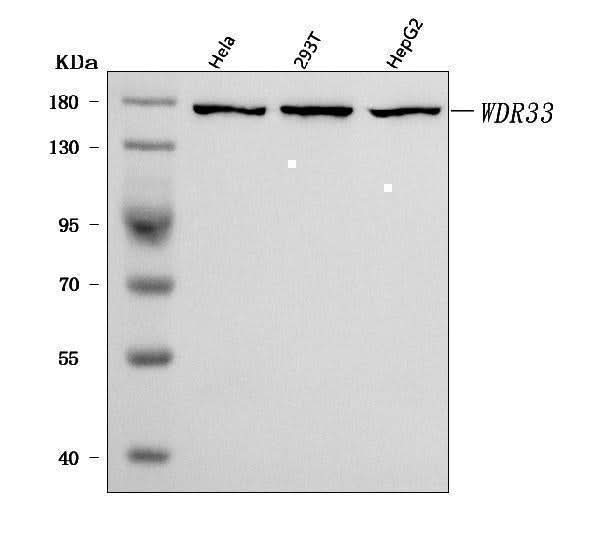 Anti-WDR33 Antibody Picoband® Boster Bio