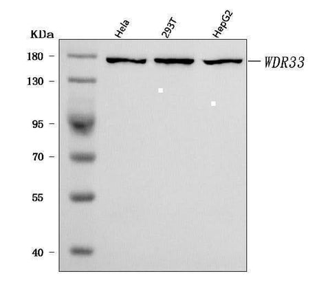 Anti-WDR33 Antibody Picoband® Boster Bio