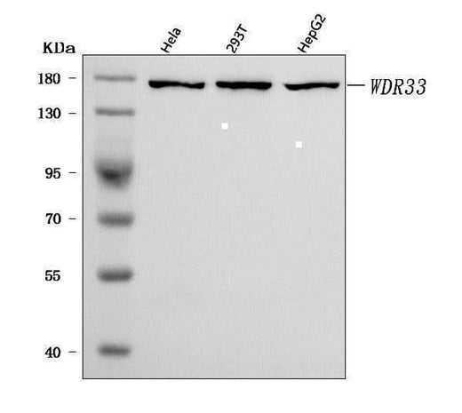 Anti-WDR33 Antibody Picoband® Boster Bio