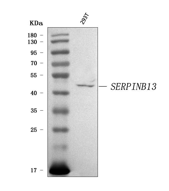Anti-SERPINB13 Antibody Picoband® Boster Bio