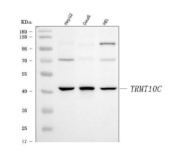 Anti-TRMT10C Antibody Picoband® Boster Bio