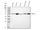 Anti-PELI3 Antibody Picoband® Boster Bio