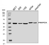 Anti-PMPCA/INPP5 Antibody Picoband® Boster Bio