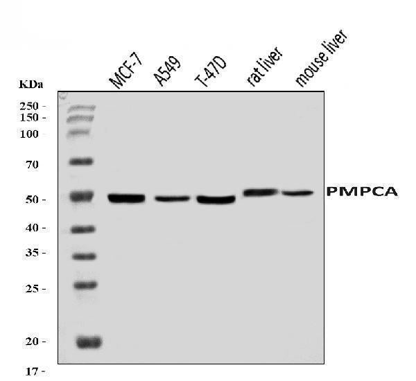 Anti-PMPCA/INPP5 Antibody Picoband® Boster Bio