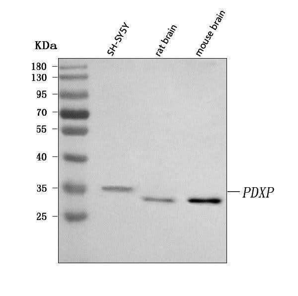 Anti-PDXP Antibody Picoband® Boster Bio