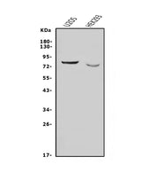 Anti-Nectin 3/NECTIN3 Antibody Picoband® Boster Bio