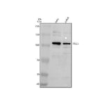 Anti-TTLL5 Antibody Picoband® Boster Bio