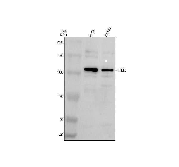 Anti-TTLL5 Antibody Picoband® Boster Bio