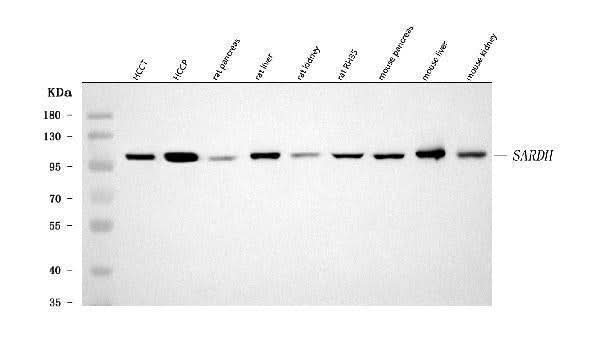 Anti-SARDH Antibody Picoband® Boster Bio