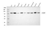 Anti-SARDH Antibody Picoband® Boster Bio