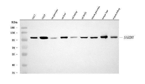 Anti-SARDH Antibody Picoband® Boster Bio