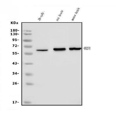 Anti-FEZF1 Antibody Picoband® Boster Bio