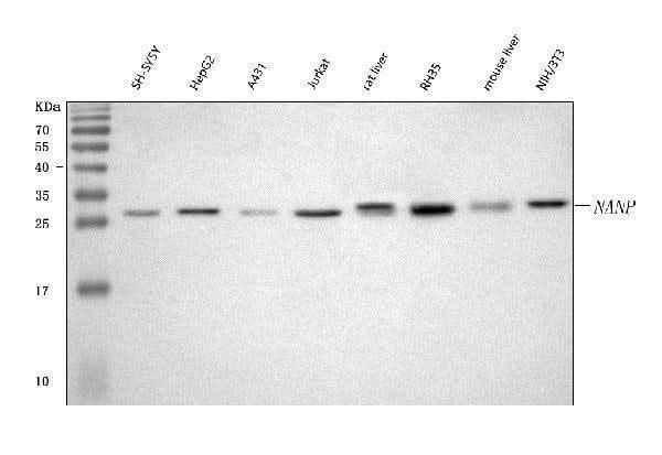 Anti-NANP Antibody Picoband® Boster Bio