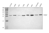 Anti-NANP Antibody Picoband® Boster Bio