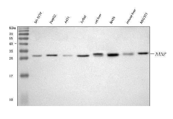 Anti-NANP Antibody Picoband® Boster Bio