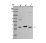 Anti-GJB4 Antibody Picoband® Boster Bio
