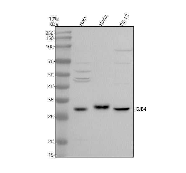 Anti-GJB4 Antibody Picoband® Boster Bio