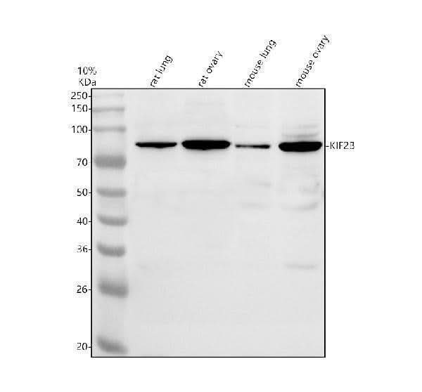 Anti-KIF2B Antibody Picoband® Boster Bio