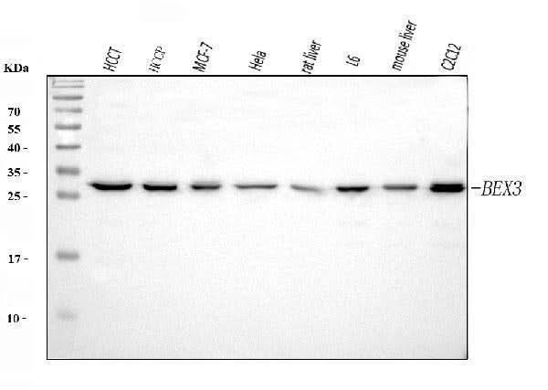 Anti-BEX3 Antibody Picoband® Boster Bio