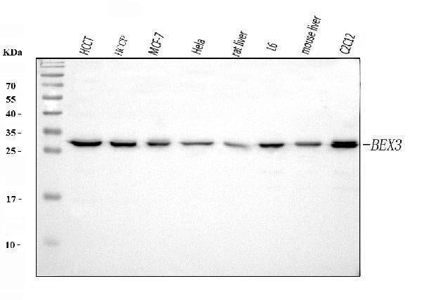 Anti-BEX3 Antibody Picoband® Boster Bio