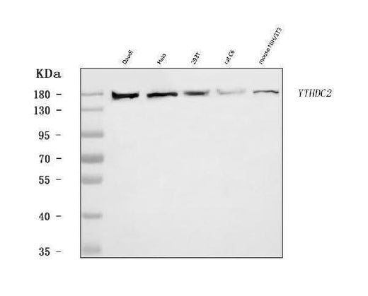 Anti-YTHDC2 Antibody Picoband® Boster Bio