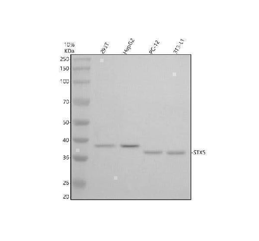 Anti-STX5 Antibody Picoband® Boster Bio