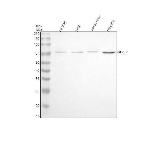 Anti-REPS2 Antibody Picoband® Boster Bio