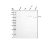 Anti-REPS2 Antibody Picoband® Boster Bio