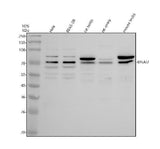 Anti-DNAI2 Antibody Picoband® Boster Bio