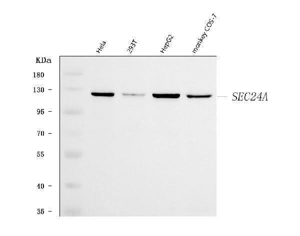 Anti-SEC24A Antibody Picoband® Boster Bio