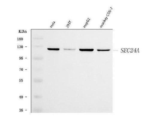 Anti-SEC24A Antibody Picoband® Boster Bio