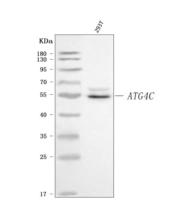Anti-ATG4C Antibody Picoband® Boster Bio